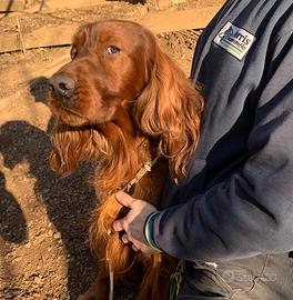 Setter irlandese maschio