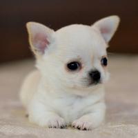 Splendidi chihuahua pedigree enci