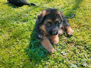 Cuccioli pastore tedesco