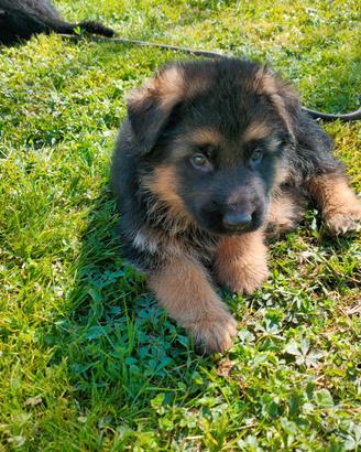 Cuccioli pastore tedesco