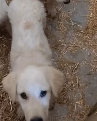 Ultima cucciola pastore maremmano