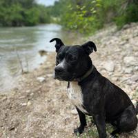 Cane da monta