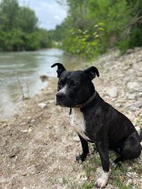 Cane da monta