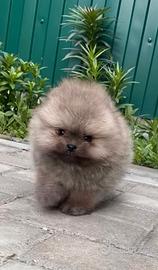 Spitz di Pomerania nano