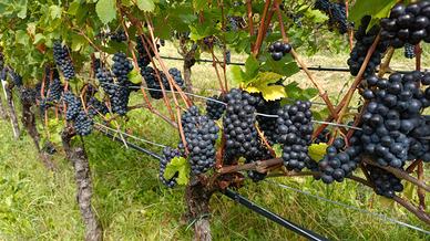 Vigneto pinot nero Trento Doc