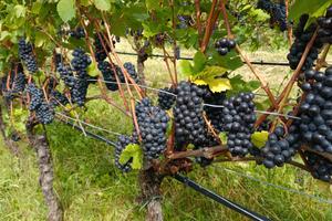 Vigneto pinot nero Trento Doc