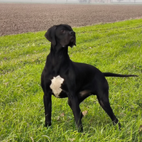 Pointer nero cucciolo