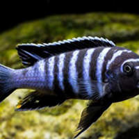 Ciclidi Malawi coppia