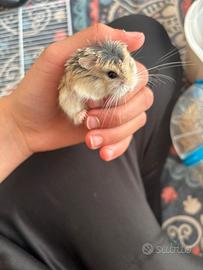 Criceto Roborovski coccoloso con tutto il necess