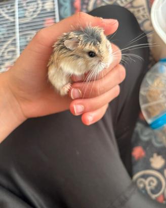 Criceto Roborovski coccoloso con tutto il necess