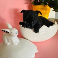 Chihuahua femmina toy con pedigree ENCI