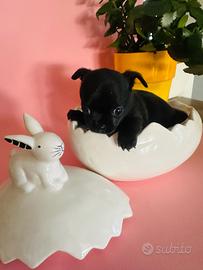 Chihuahua femmina toy con pedigree ENCI