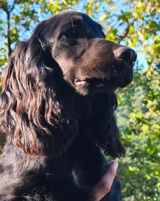 Cucciolo di cocker spaniel inglese (working)