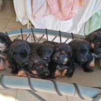 Cuccioli pastore tedesco