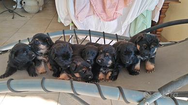 Cuccioli pastore tedesco