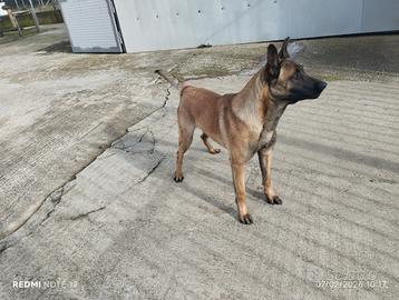 Pastore belga malinois