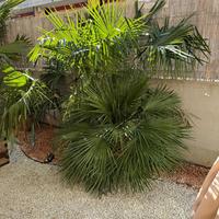 Palma nana mediterranea Chamaerops humilis