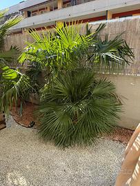Palma nana mediterranea Chamaerops humilis