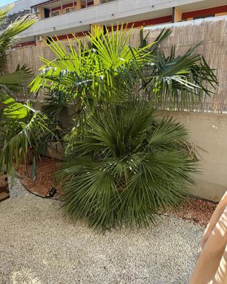 Palma nana mediterranea Chamaerops humilis