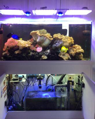 Acquario completo