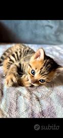 Cuccioli di Bengala disponibili da subito