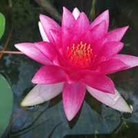 Rizomi di ninfea "Gloriosa"