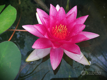 Rizomi di ninfea "Gloriosa"