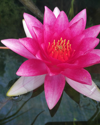 Rizomi di ninfea "Gloriosa"