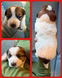Cuccioli Jack Russell Pelo Liscio con Pedigree