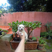 Mini chihuahua
