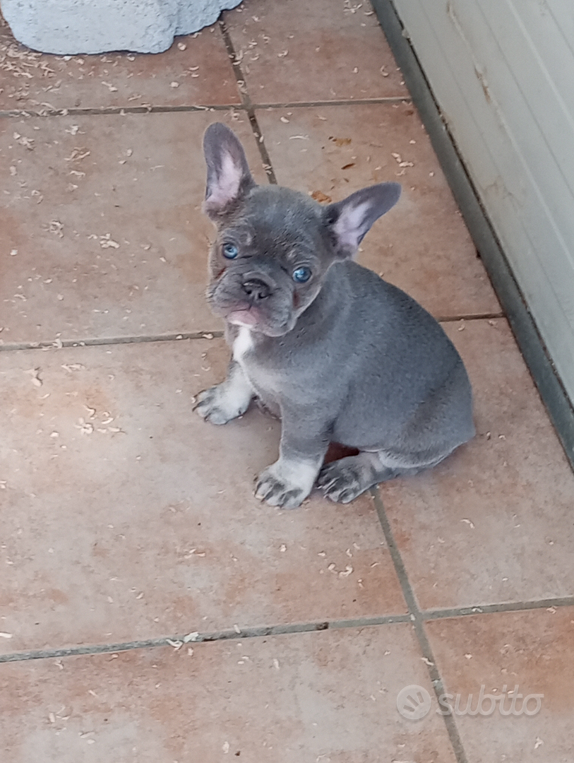 Bulldog francese - Animali In vendita a Salerno