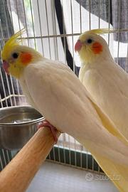 Calopsite allevato a mano Luitino