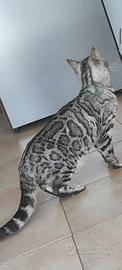 Bengala silver femmina