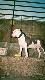 Amstaff per Monta