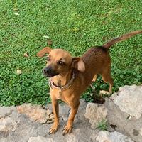 Cagnolina femmina