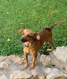 Cagnolina femmina
