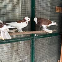 Colombi, piccioni ornamentali