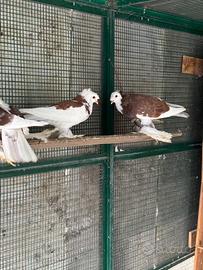 Colombi, piccioni ornamentali