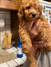 Maltipoo toy