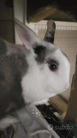 Coniglio nano olandese