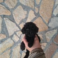 Barboncino toy nero maschietto