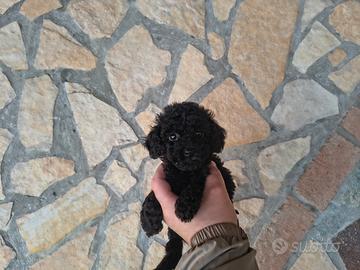 Barboncino toy nero maschietto