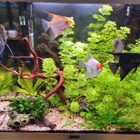 acquario 120L  completo (pesci, arredo e accessori