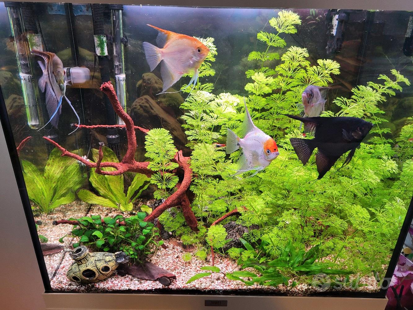 acquario-con-pesci-e-attrezzatura-accessori-per-animali-in-vendita-a