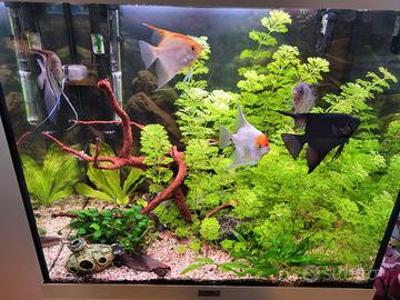 acquario 120L  completo (pesci, arredo e accessori