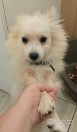 VOLPINO POMERANIA TEDESCO 
