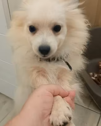 VOLPINO POMERANIA TEDESCO 