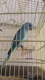 Parrocchetto dal collare