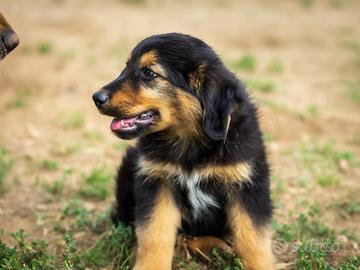 Cuccioli Pastore tedesco/australian