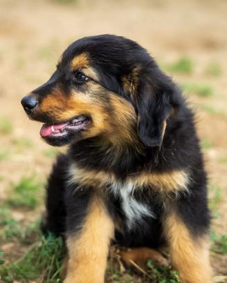 Cuccioli Pastore tedesco/australian